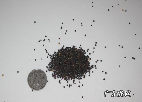 油菜种子什么品种最好