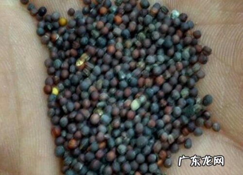 油菜种子什么品种最好