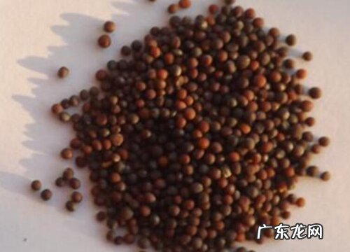 油菜种子什么品种最好