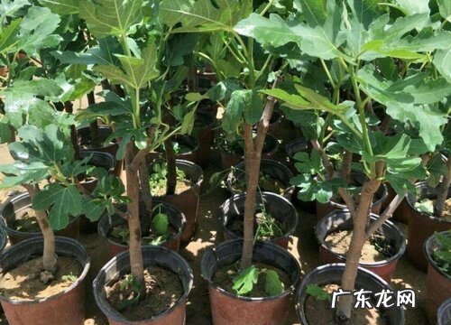 无花果树苗什么品种最好