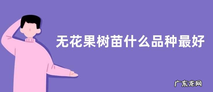 无花果树苗什么品种最好