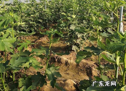 无花果树苗什么品种最好