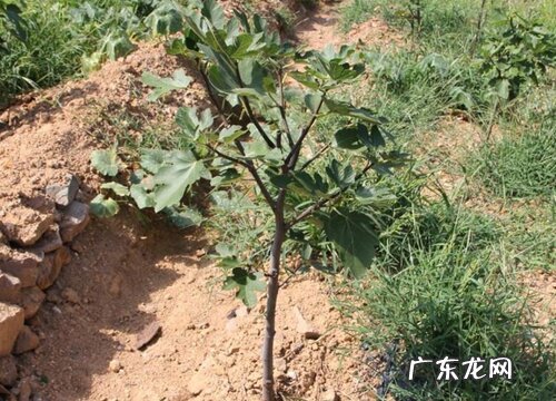 无花果树苗什么品种最好