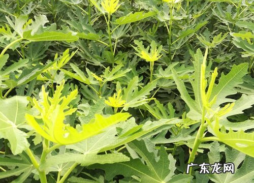 无花果树苗什么品种最好