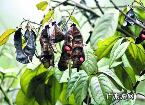 红小豆什么时候播种最合适