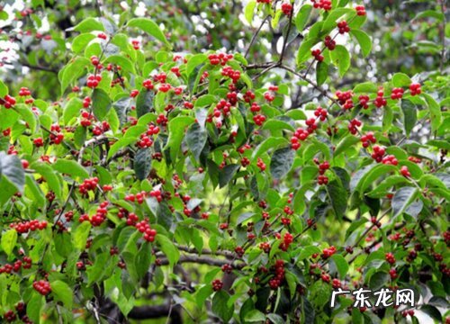 红小豆什么时候播种最合适