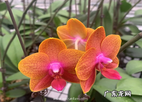 蝴蝶兰怎么养才能开花