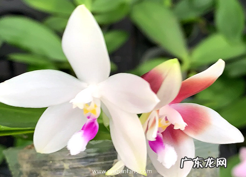 蝴蝶兰怎么养才能开花