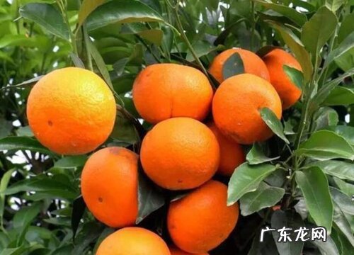 沃柑苗什么品种最好