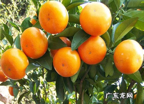 沃柑苗什么品种最好