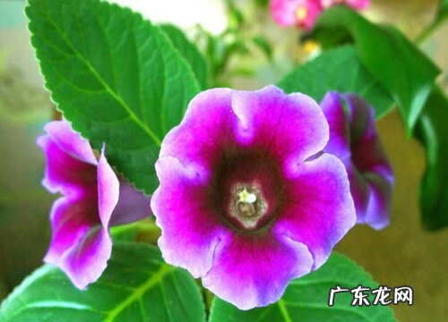 大岩桐水培好还是土培好