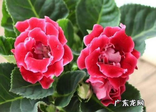 大岩桐水培好还是土培好