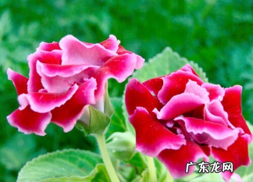 大岩桐水培好还是土培好