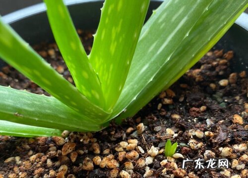 盆栽芦荟多长时间浇一次水