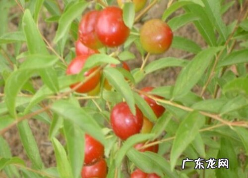 钙果苗什么品种最好