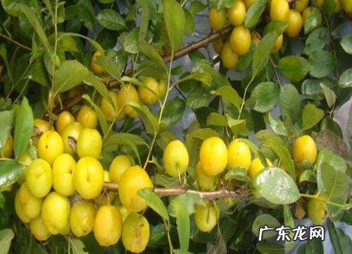 钙果苗什么品种最好