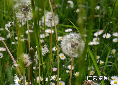 蒲公英喜阴还是喜阳