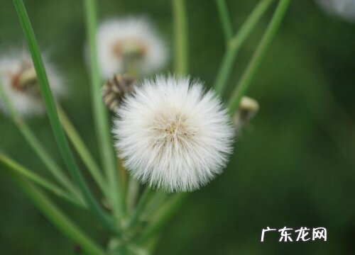 蒲公英喜阴还是喜阳