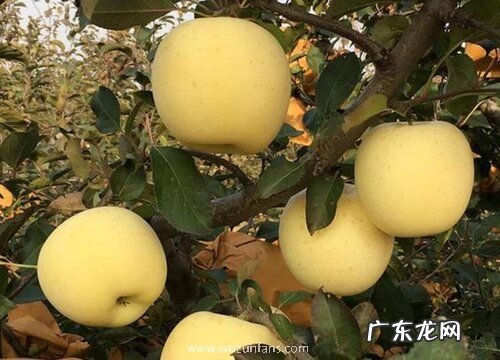苹果苗什么品种最好