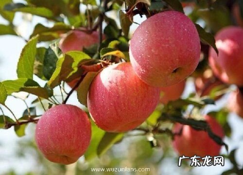 苹果苗什么品种最好
