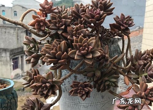 胧月多肉怎么爆头