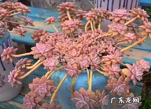 胧月多肉怎么爆头