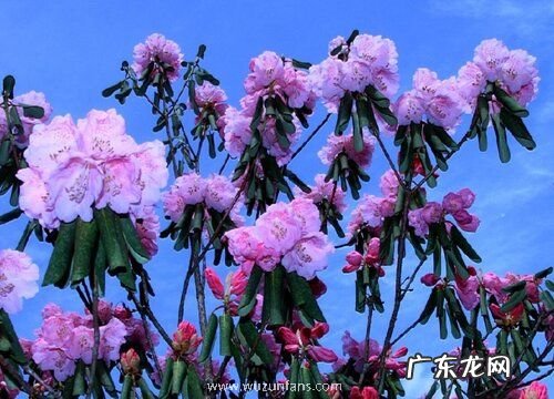 映山红什么品种最好