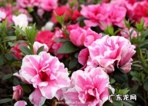 映山红什么品种最好