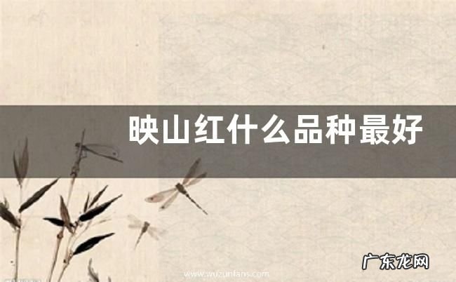映山红什么品种最好