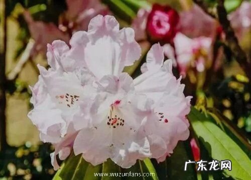 映山红什么品种最好