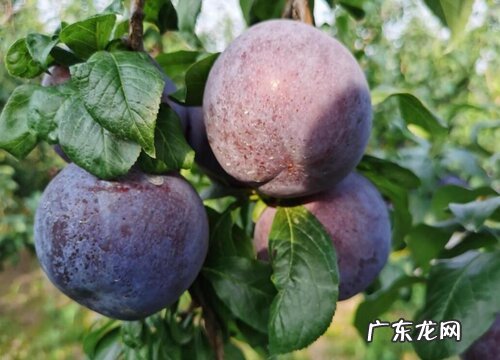 李子树什么品种最好