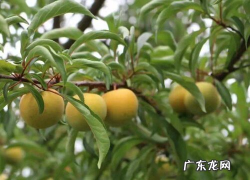 李子树什么品种最好