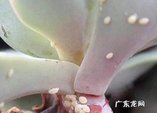 多肉长虫子怎么办