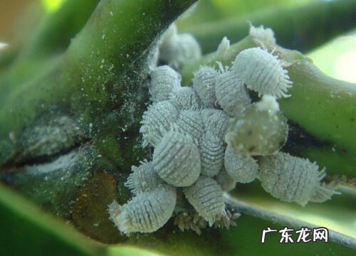 多肉长虫子怎么办