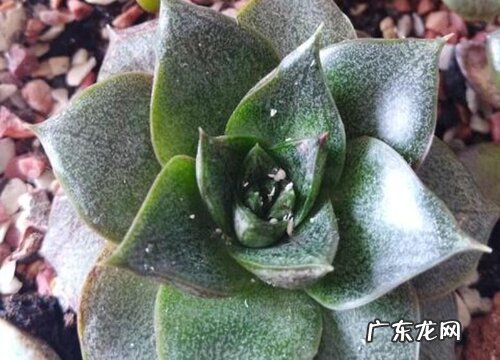 多肉长虫子怎么办