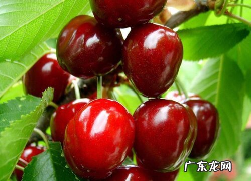 樱桃树苗什么品种最好