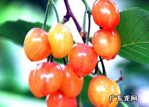 樱桃树苗什么品种最好