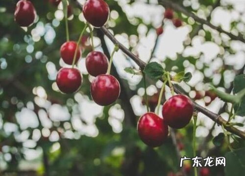 樱桃树苗什么品种最好