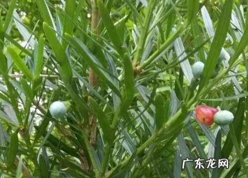 罗汉松好养吗 养殖方法和养护要点