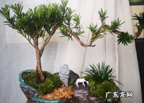 罗汉松好养吗 养殖方法和养护要点