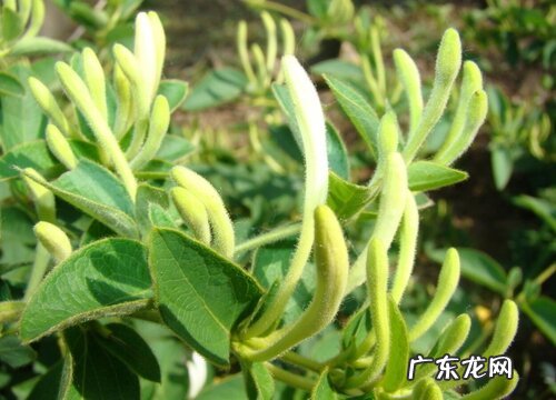 金银花几月份扦插最好