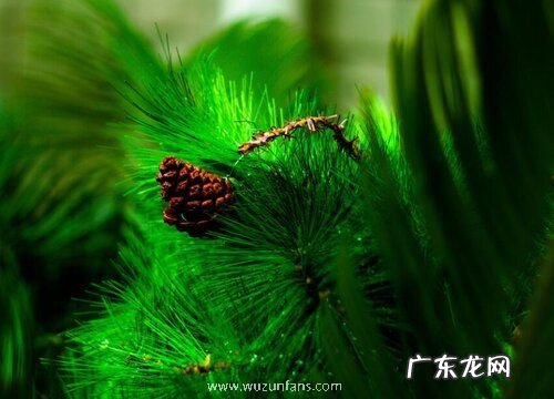 松树是保护植物吗