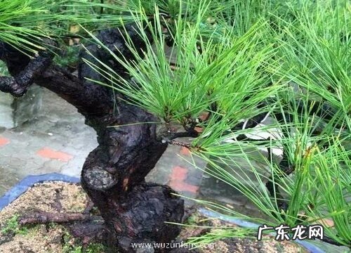 松树是保护植物吗