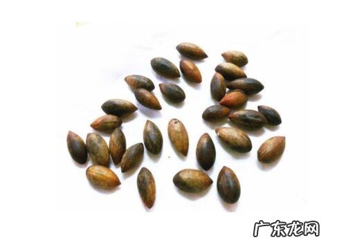 楮树种子怎么吃法