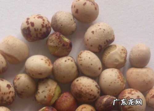 楮树种子怎么吃法