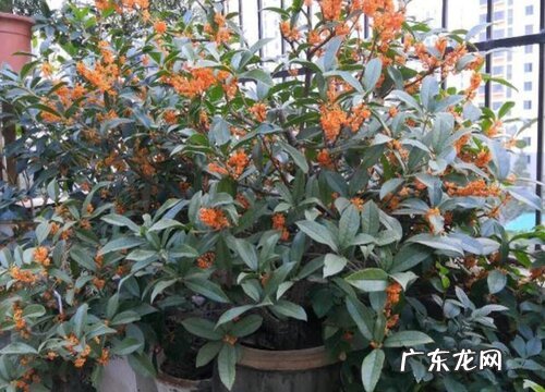 盆栽桂花什么品种最好