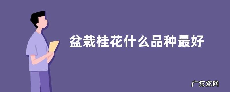 盆栽桂花什么品种最好