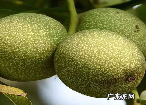 核桃什么品种最好