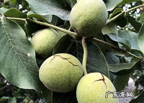 核桃什么品种最好