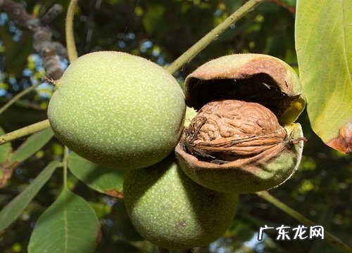 核桃什么品种最好